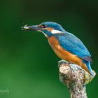 Eisvogel mit erbeutetem Wasserfloh