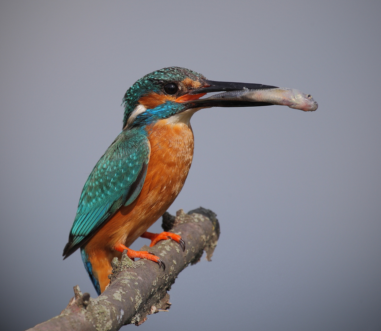 Eisvogel mit erbeuteten Fisch