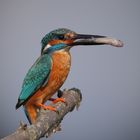 Eisvogel mit erbeuteten Fisch