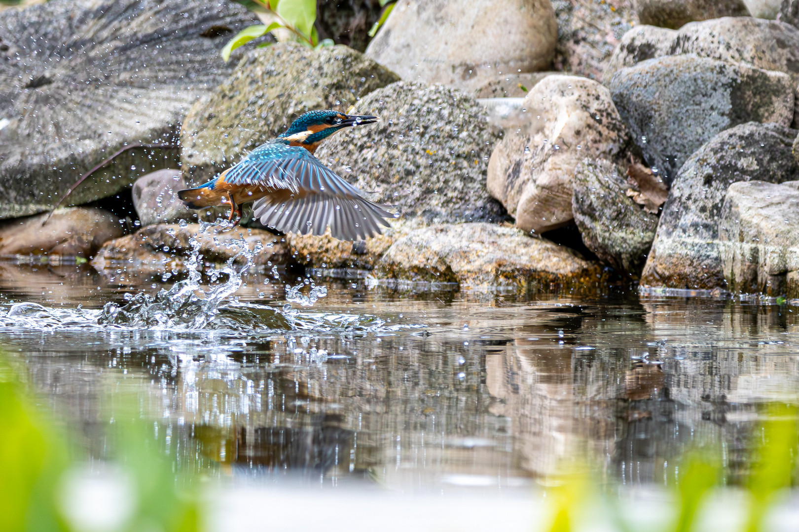 Eisvogel mit Erfolg