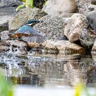 Eisvogel mit Erfolg