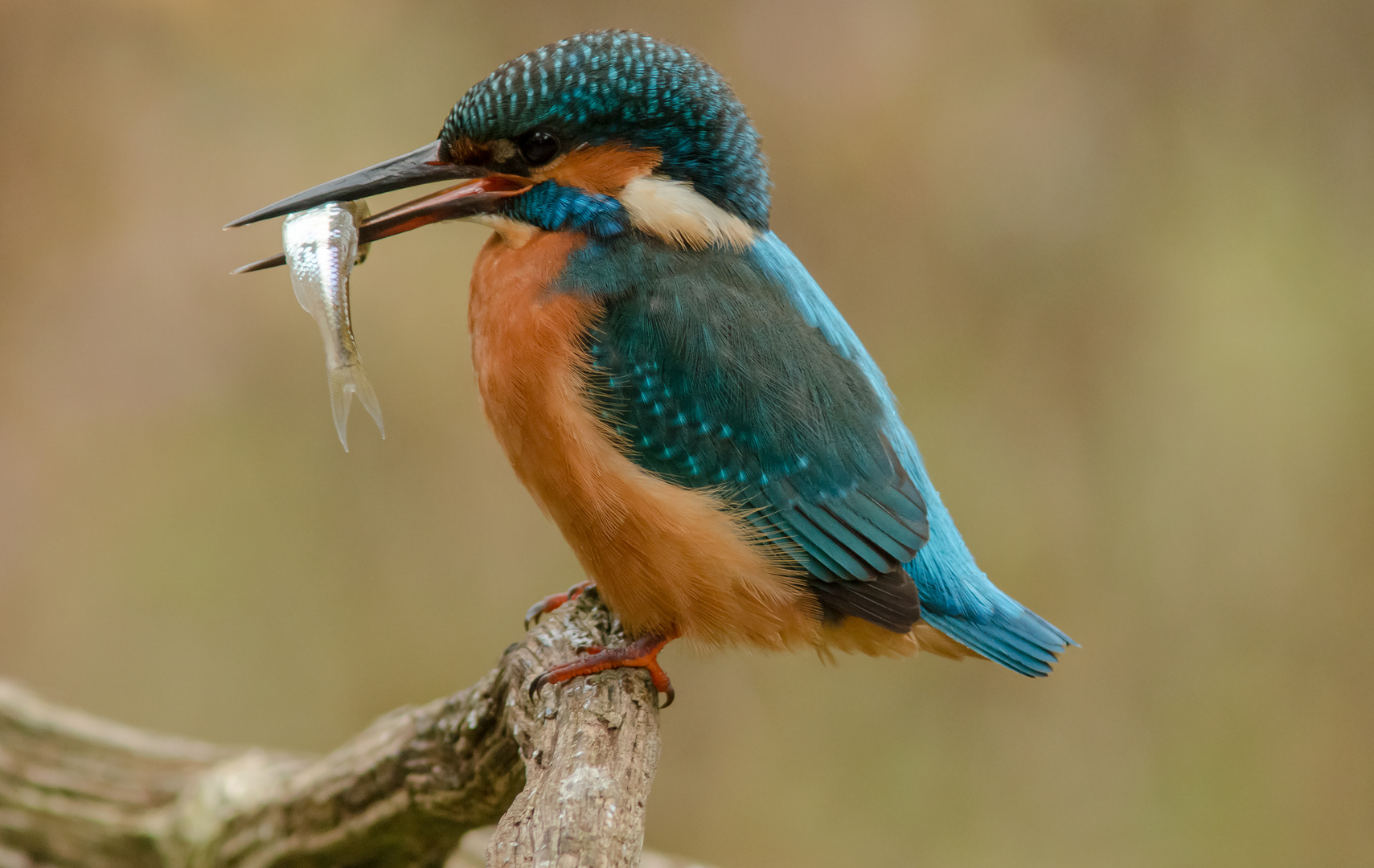 Eisvogel mit Fang