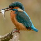 Eisvogel mit Fang