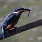 Eisvogel mit Fang