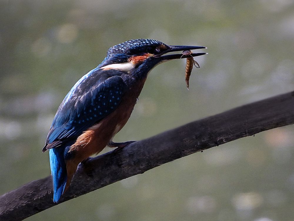 Eisvogel mit Fang