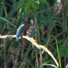 Eisvogel mit Fang.