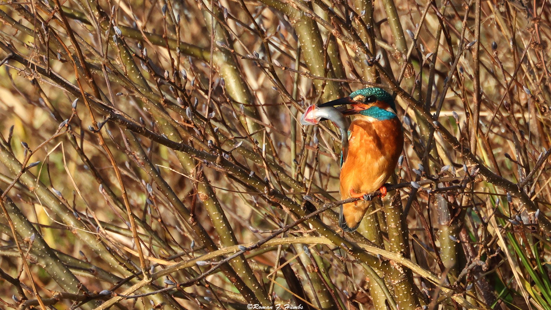 Eisvogel mit fangfrischen Fisch