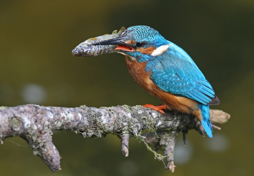 Eisvogel mit fetter Beute