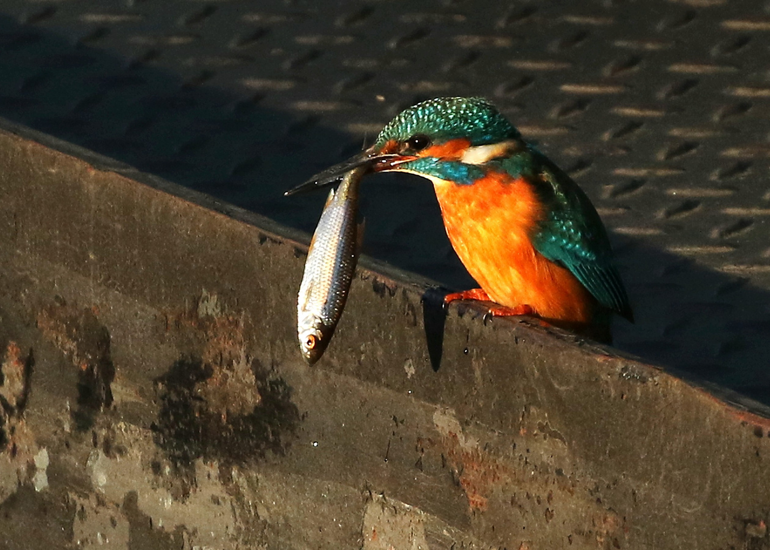 Eisvogel mit fetter Beute