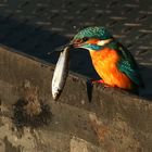 Eisvogel mit fetter Beute