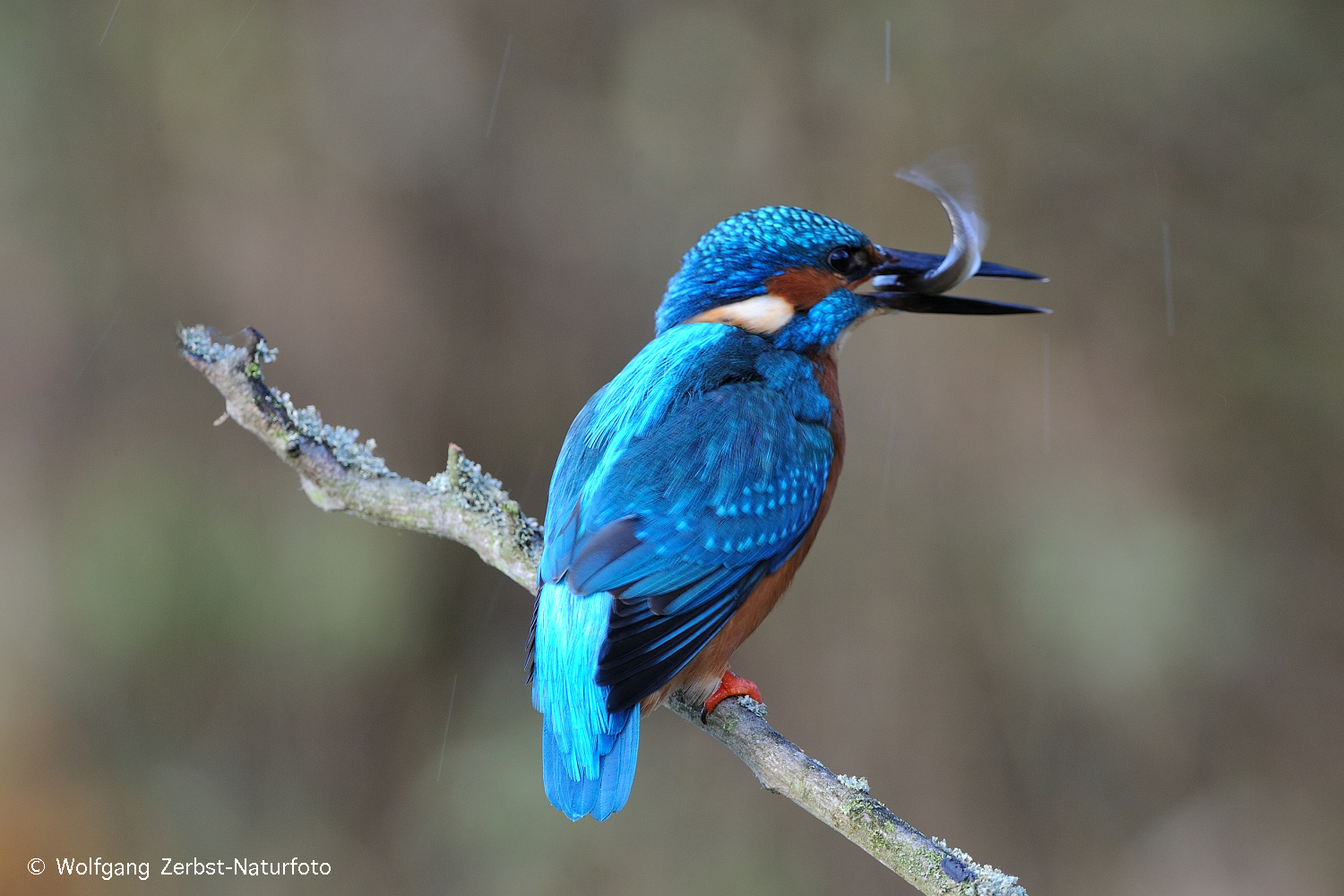 --- Eisvogel mit Fisch ---