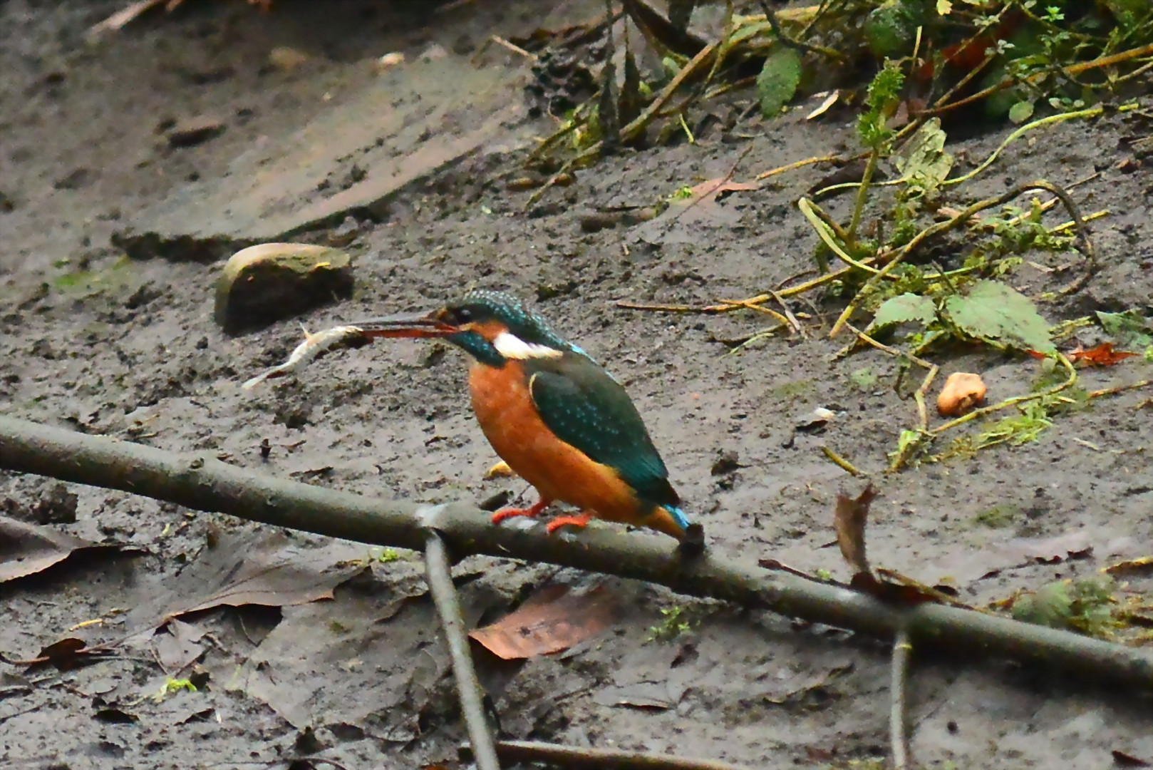 Eisvogel mit Fisch