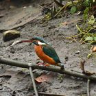 Eisvogel mit Fisch