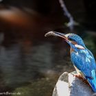 Eisvogel mit Fisch