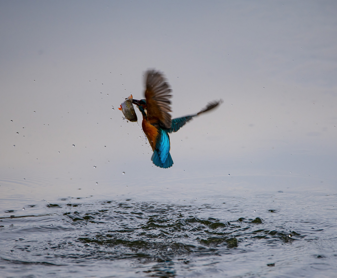 Eisvogel mit Fisch