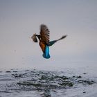 Eisvogel mit Fisch