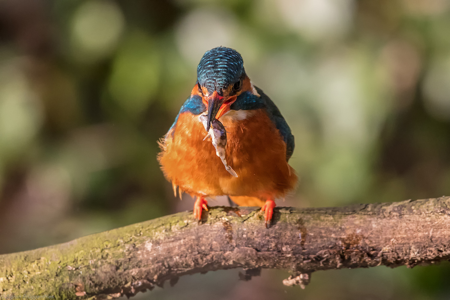 Eisvogel mit Fisch