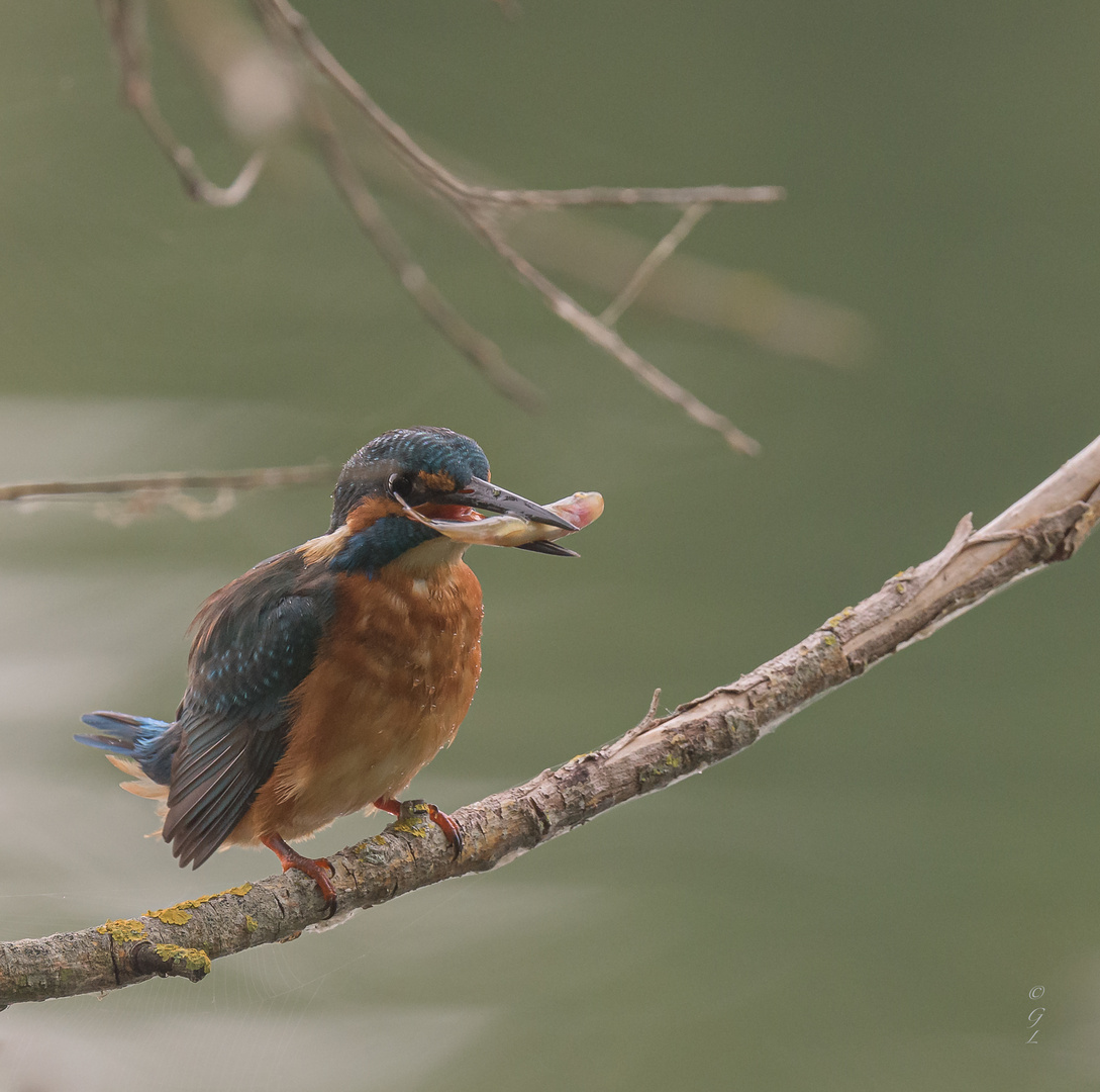 Eisvogel mit Fisch