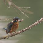 Eisvogel mit Fisch