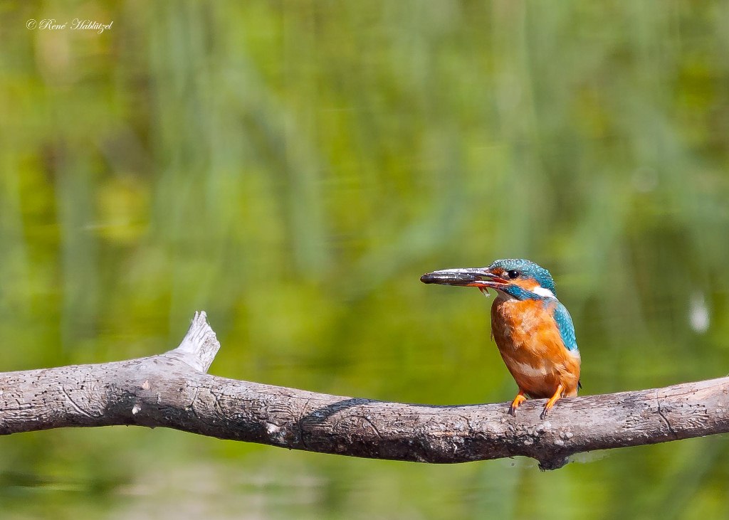 Eisvogel mit Fisch