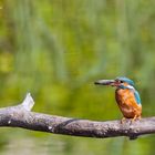 Eisvogel mit Fisch