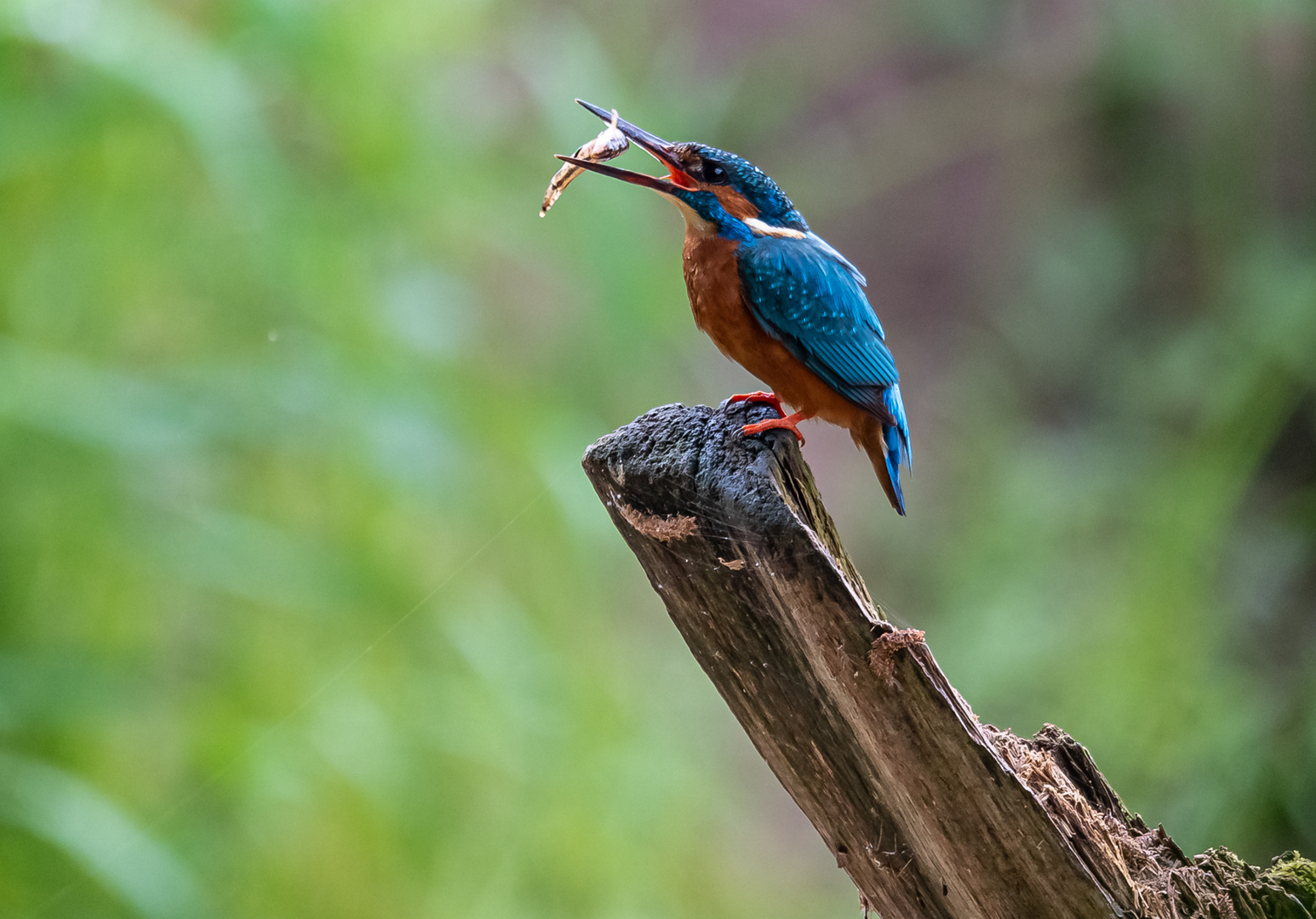 Eisvogel mit Fisch ...