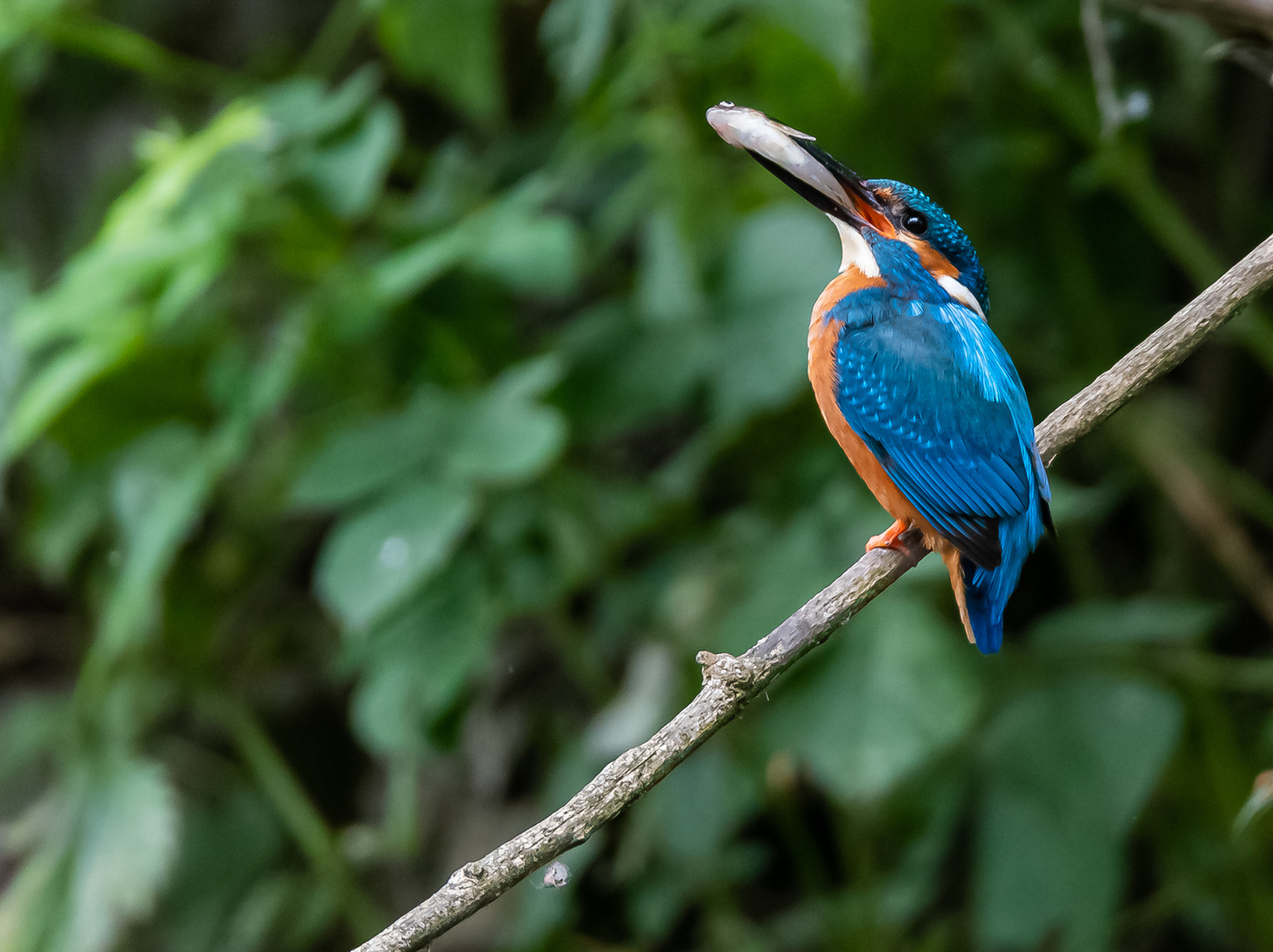 Eisvogel mit Fisch ...