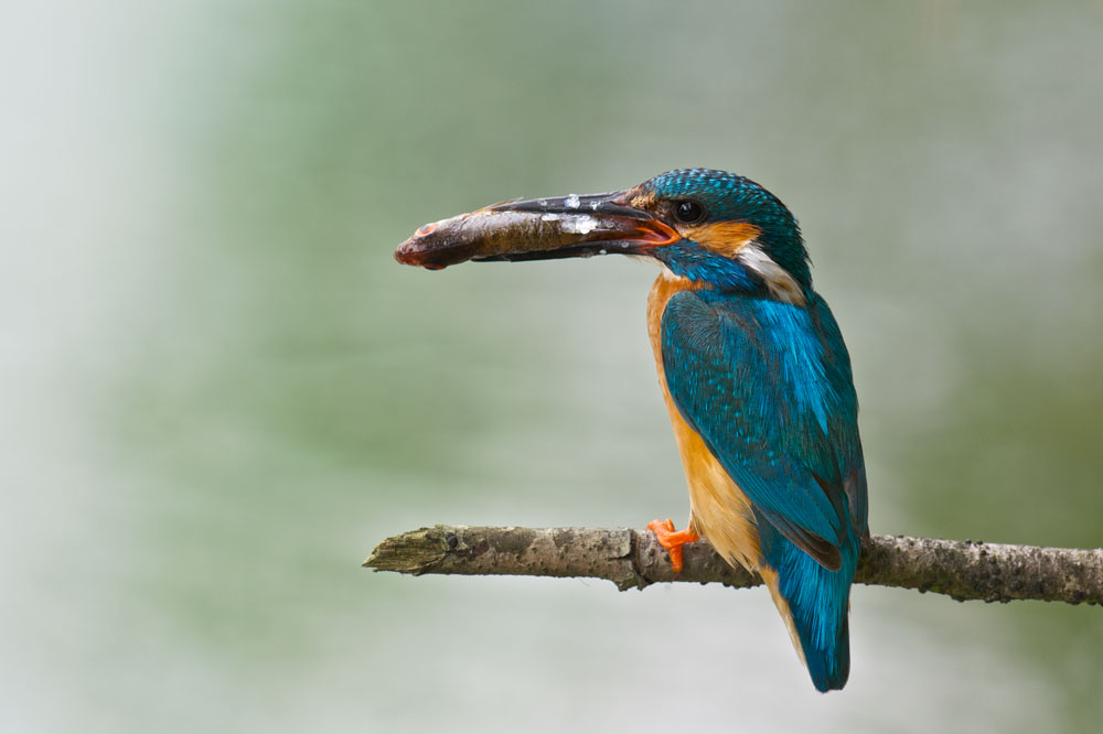 Eisvogel mit Fisch