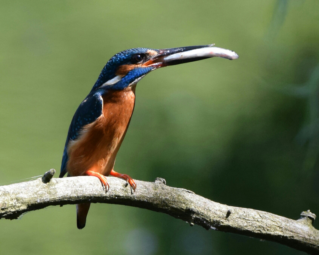 Eisvogel mit Fisch