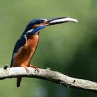 Eisvogel mit Fisch