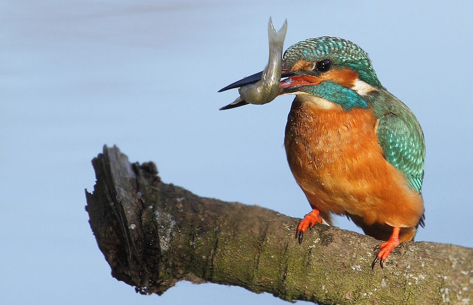 Eisvogel mit Fisch