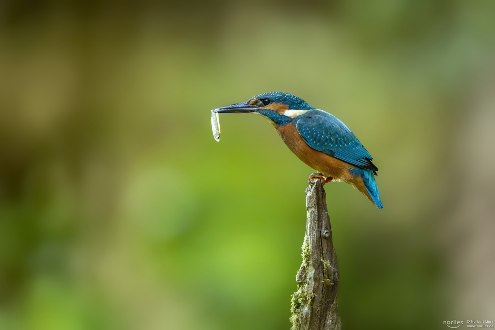 Eisvogel mit Fisch