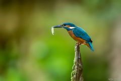 Eisvogel mit Fisch