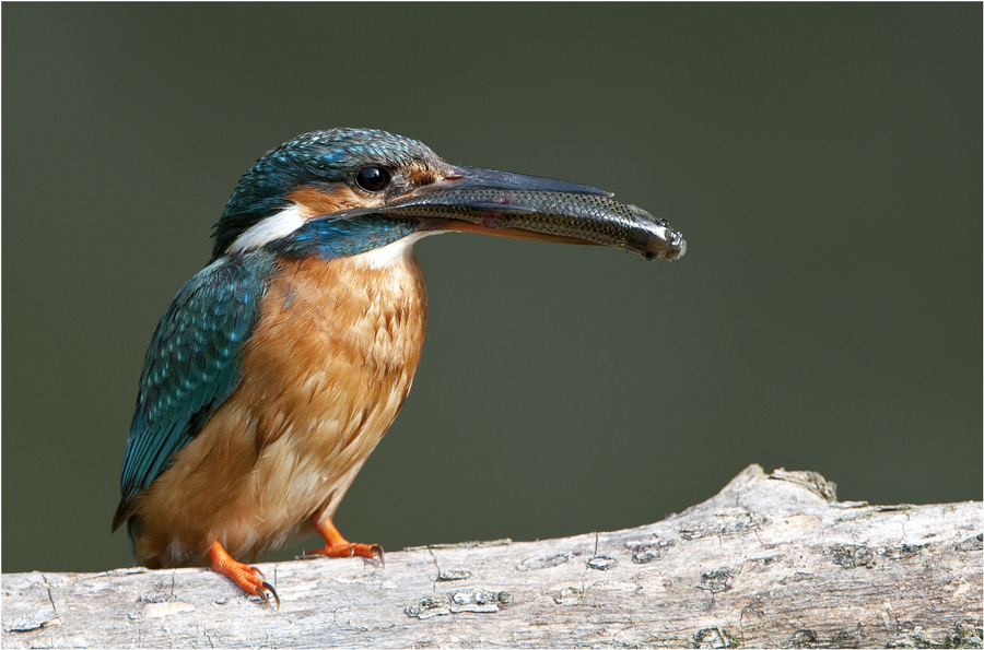 Eisvogel mit Fisch