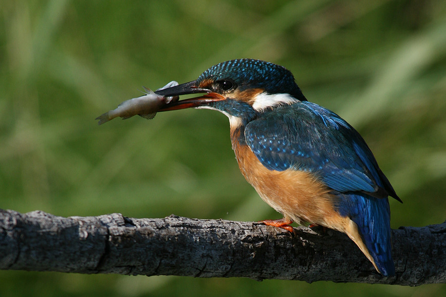 Eisvogel mit Fisch