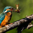 Eisvogel mit Fisch