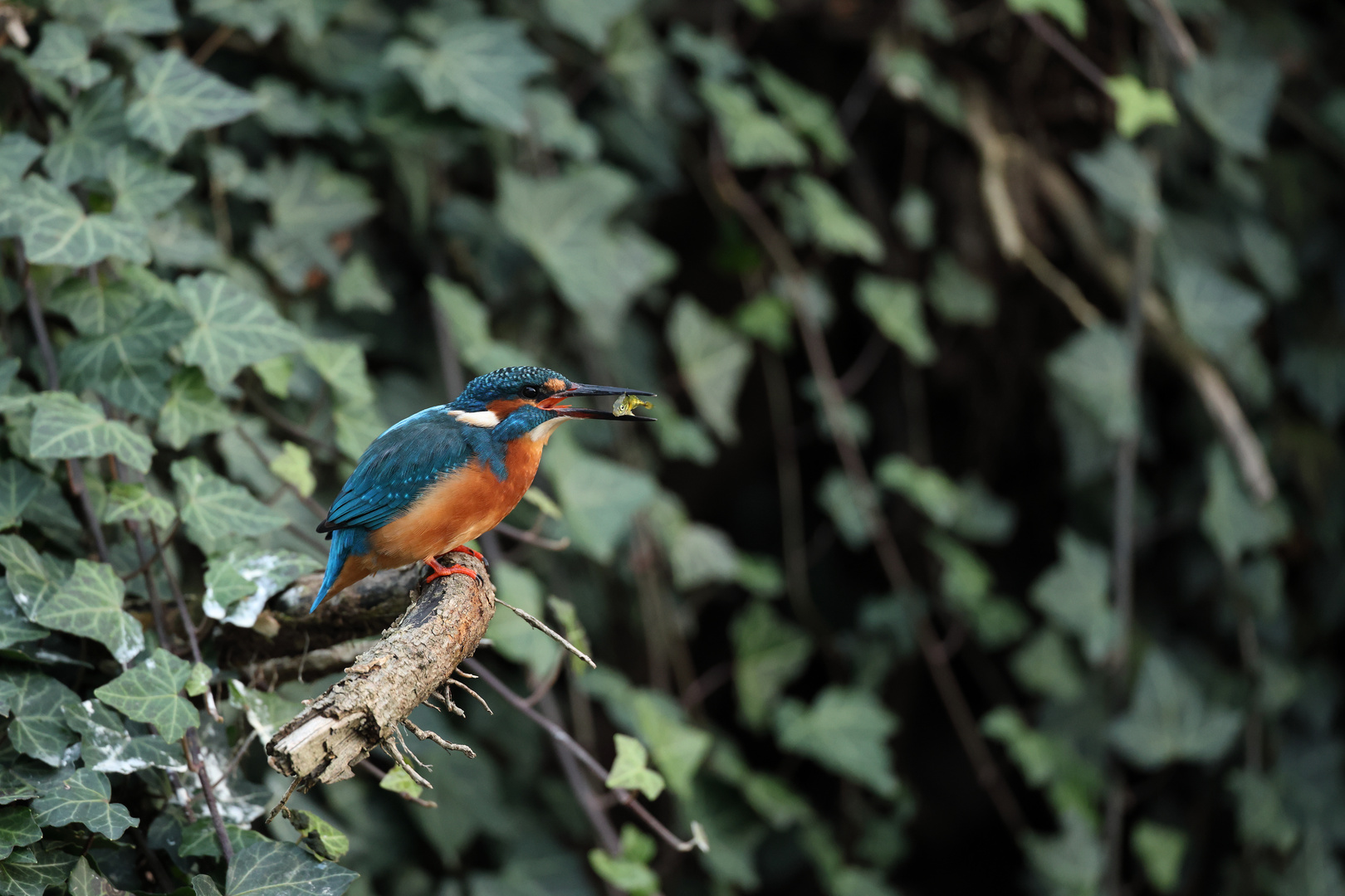 Eisvogel mit Fisch