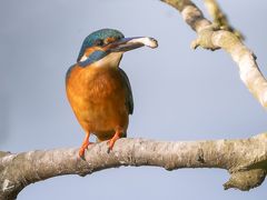 Eisvogel mit Fisch