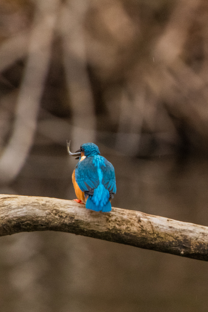 Eisvogel mit Fisch