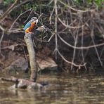 Eisvogel mit Fisch