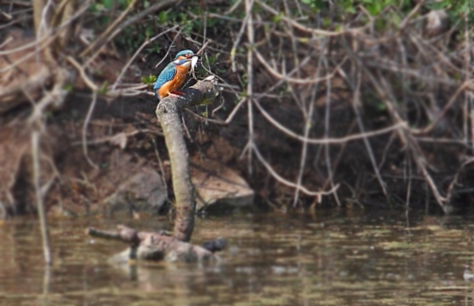 Eisvogel mit Fisch