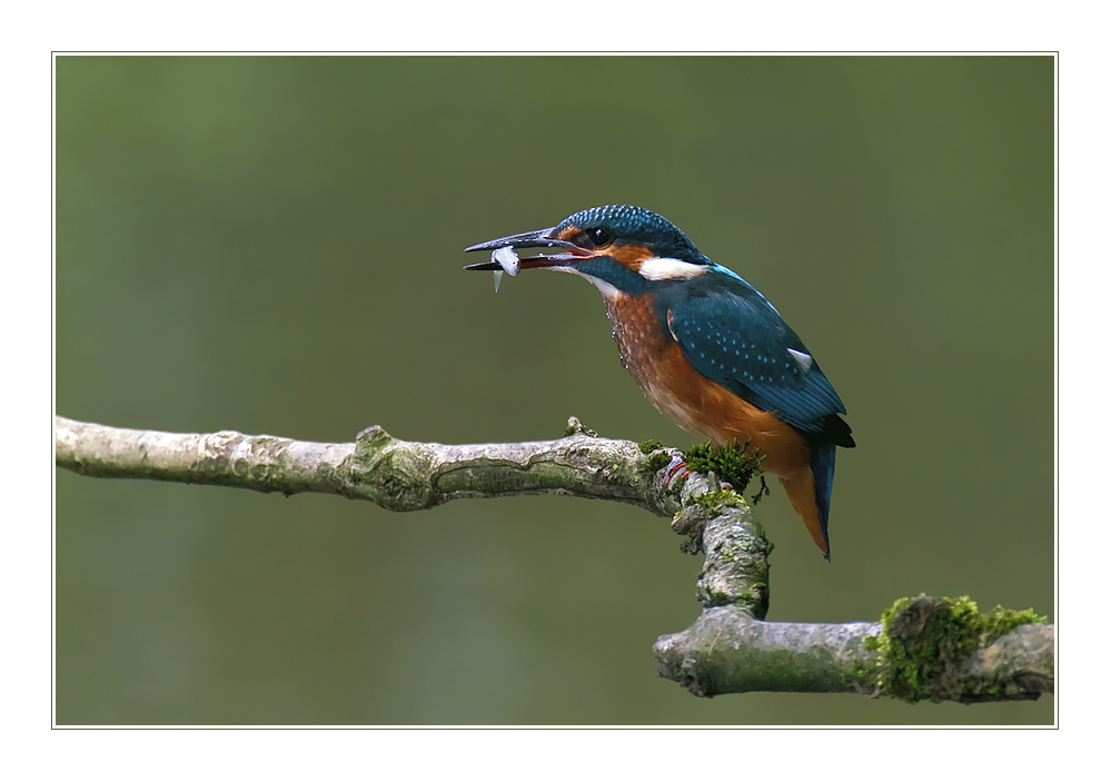 Eisvogel mit Fisch