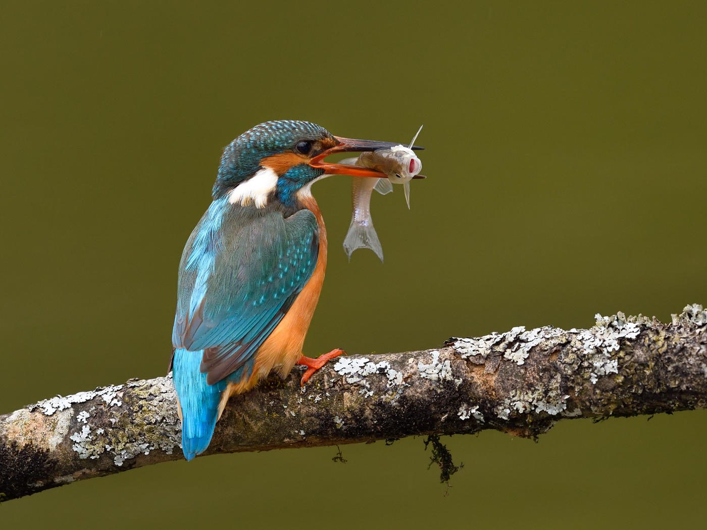 Eisvogel mit Fisch