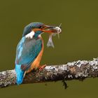 Eisvogel mit Fisch