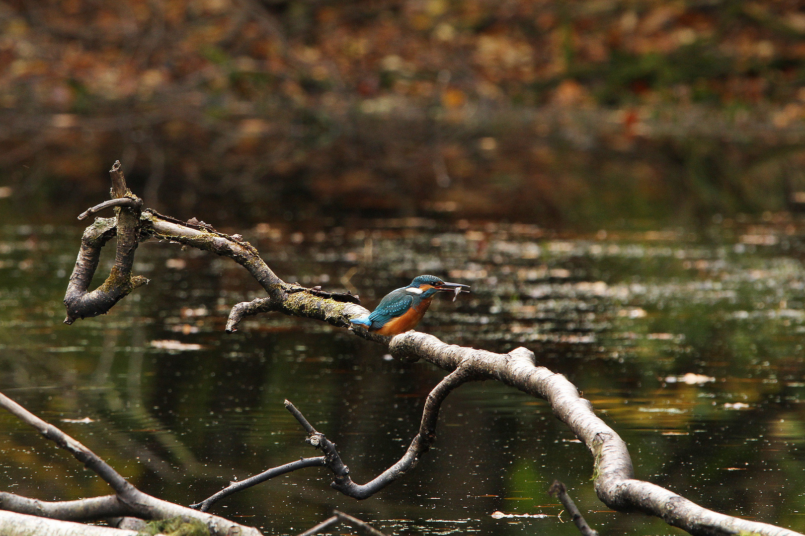 Eisvogel mit Fisch