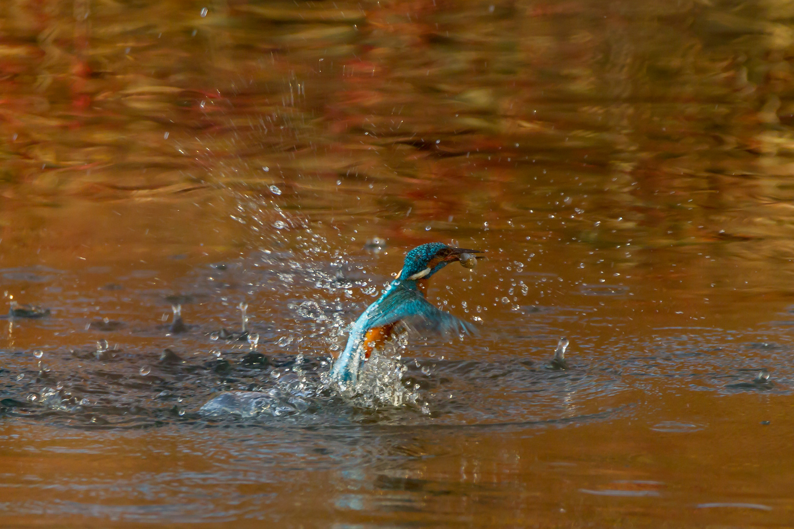 Eisvogel mit Fisch