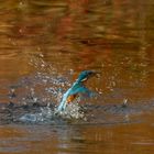 Eisvogel mit Fisch