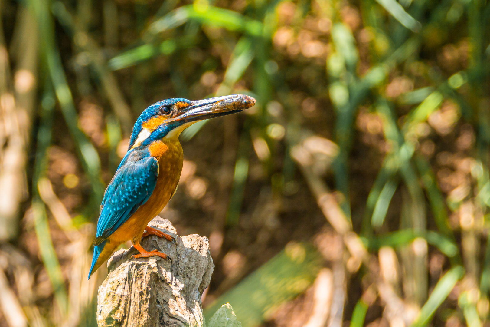 Eisvogel mit Fisch