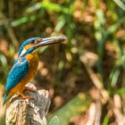 Eisvogel mit Fisch