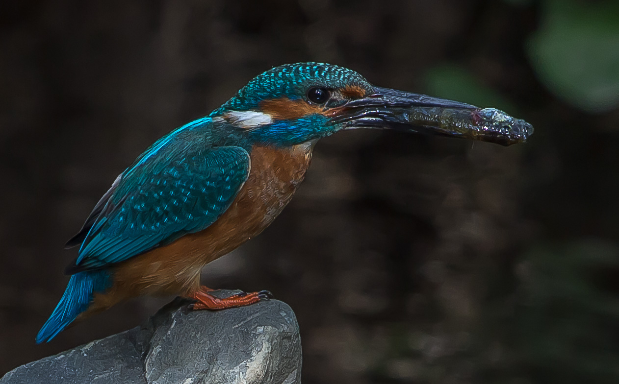 Eisvogel mit Fisch